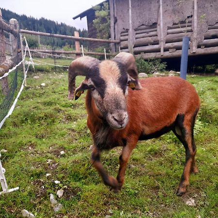 Hallmoosgut Sankt Johann im Pongau Εξωτερικό φωτογραφία