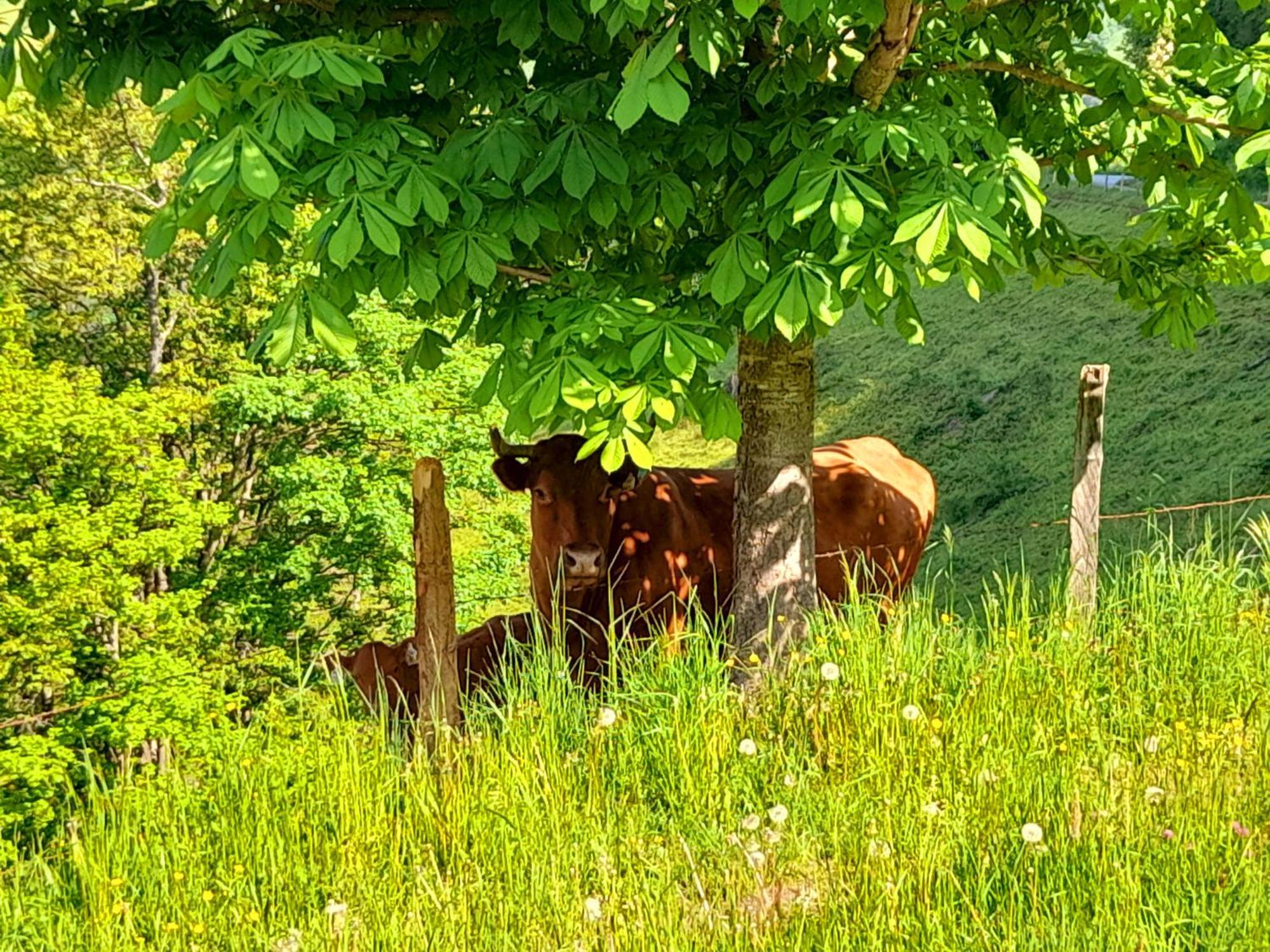 Hallmoosgut Sankt Johann im Pongau Εξωτερικό φωτογραφία