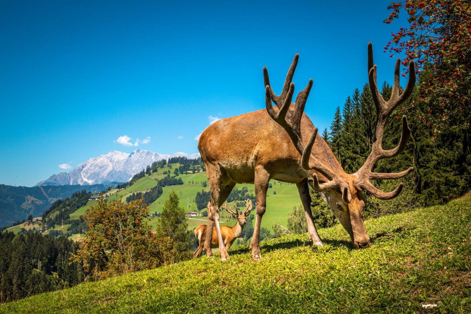Hallmoosgut Sankt Johann im Pongau Εξωτερικό φωτογραφία