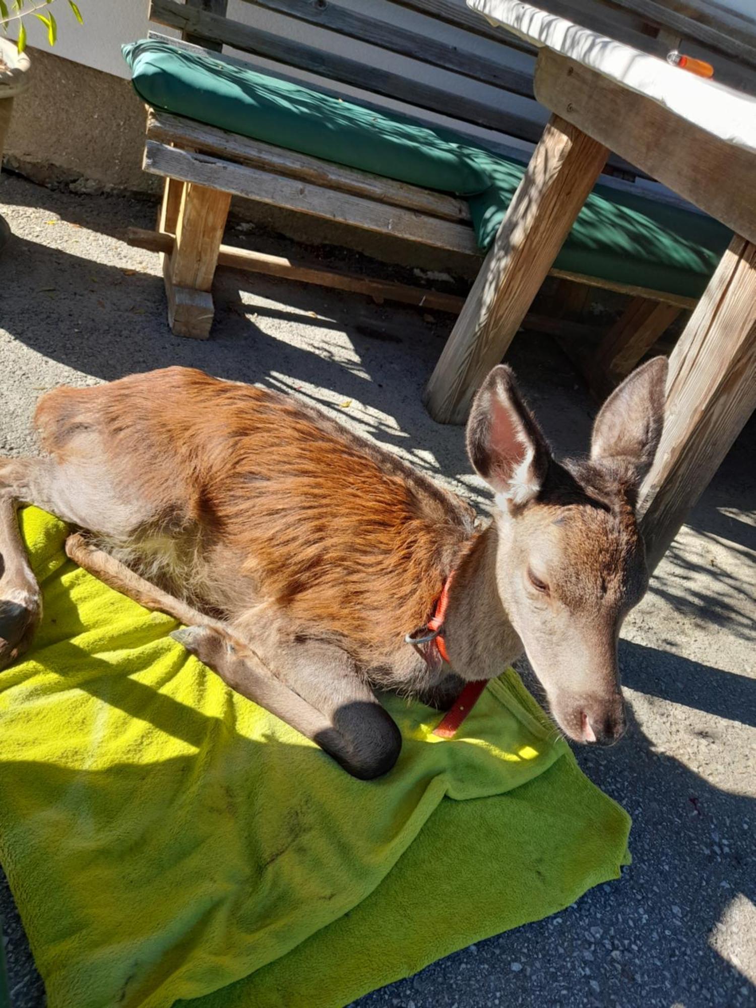 Hallmoosgut Sankt Johann im Pongau Εξωτερικό φωτογραφία