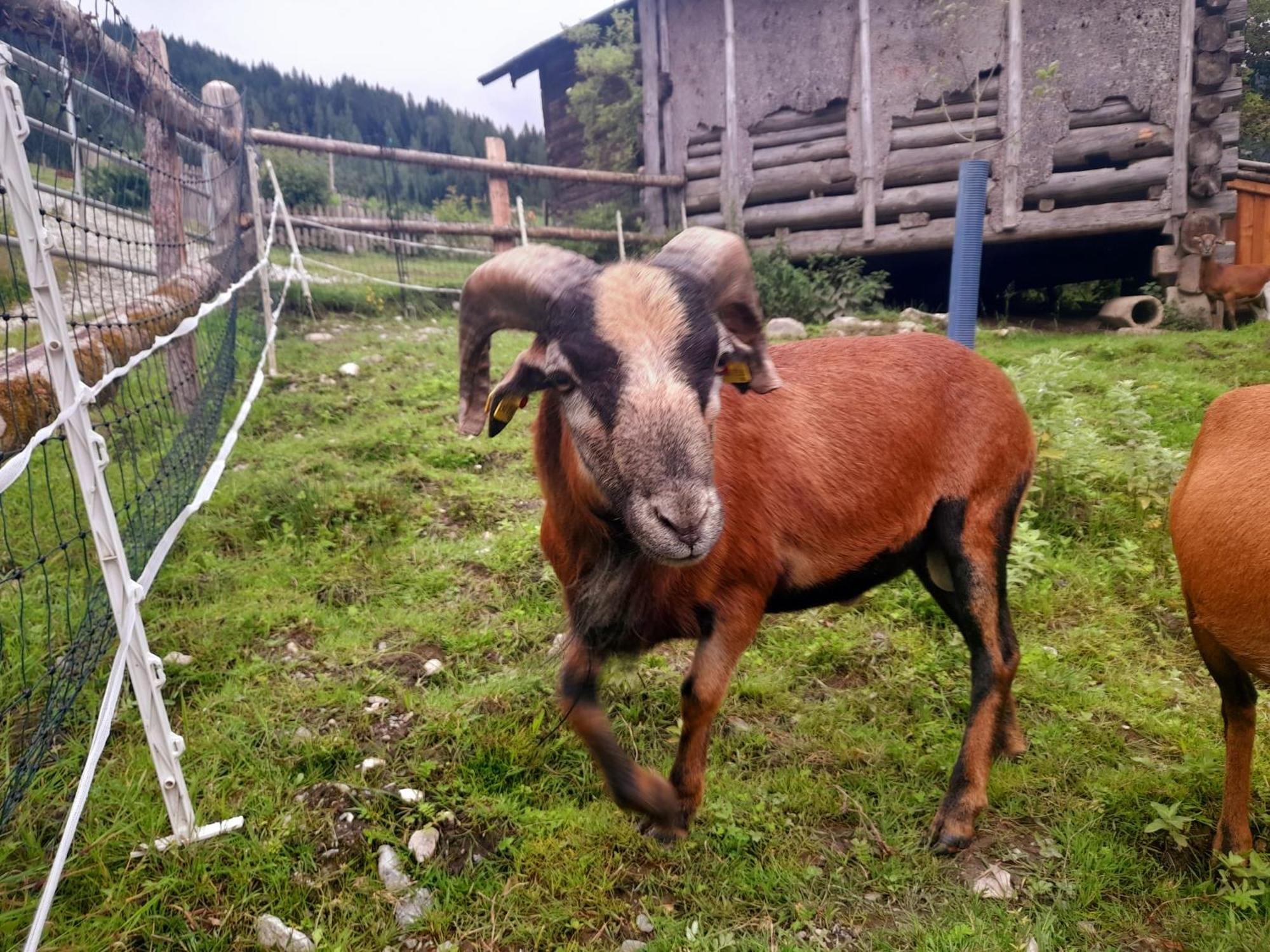 Hallmoosgut Sankt Johann im Pongau Εξωτερικό φωτογραφία